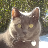 Laurie Van Bogaert's avatar